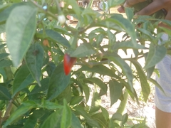 Capsicum