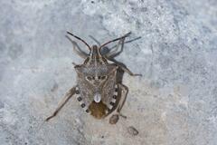 Codophila varia