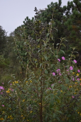 Buddleja parviflora
