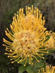 Leucospermum cuneiforme