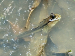 Periophthalmodon schlosseri