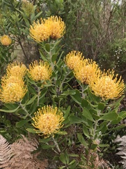 Leucospermum cuneiforme
