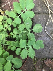 Chelidonium majus