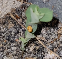 Coccinella transversalis