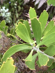 Leucospermum cuneiforme