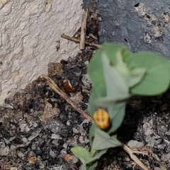 Coccinella transversalis