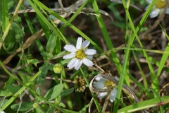 Melampodium cinereum