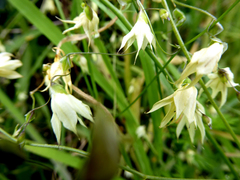 Melasphaerula graminea