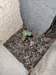 Coccinella transversalis