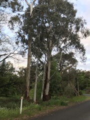 Eucalyptus dalrympleana