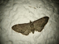 Eupithecia subfumosa