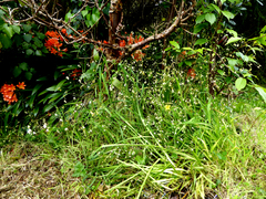 Melasphaerula graminea