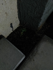 Coccinella transversalis