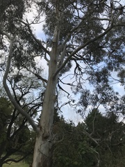 Eucalyptus dalrympleana