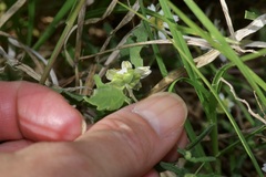 Melampodium cinereum