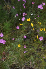Bidens serrulata