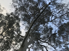Eucalyptus dalrympleana