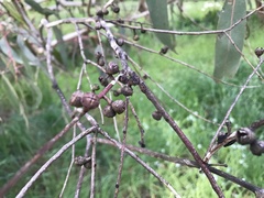 Eucalyptus dalrympleana