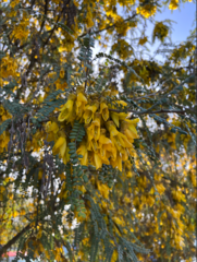 Sophora