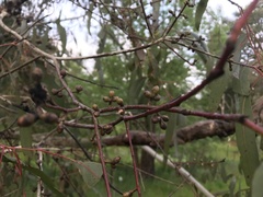 Eucalyptus dalrympleana