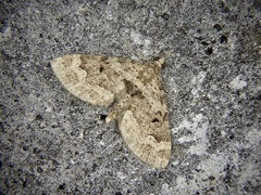 Chloroclystis excisa