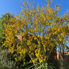 Sophora
