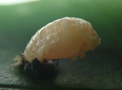 Harmonia testudinaria