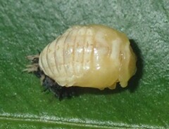 Harmonia testudinaria