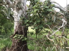 Eucalyptus dalrympleana