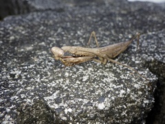 Statilia maculata maculata