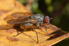 Muscoidea