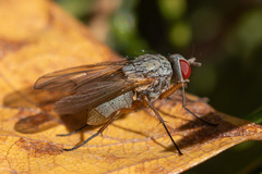Muscoidea