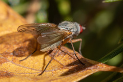 Muscoidea
