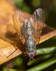 Muscoidea