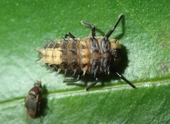 Harmonia testudinaria