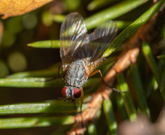 Muscoidea