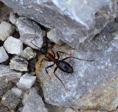Camponotus ligniperda