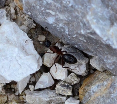 Camponotus ligniperda