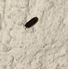 Holoverticata