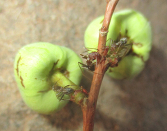 Anoplolepis custodiens