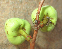 Anoplolepis custodiens