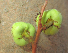 Anoplolepis custodiens