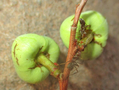 Anoplolepis custodiens