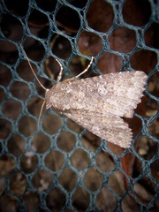 Condica illecta