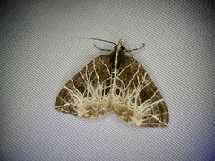 Evecliptopera illitata illitata