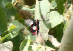 Pachliopta polydorus