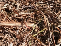 Sympetrum meridionale