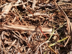 Sympetrum meridionale
