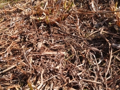 Sympetrum meridionale