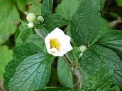 Eriocapitella hupehensis